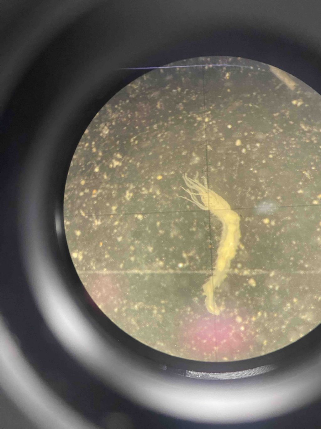 Riconoscimento famiglie Policheti